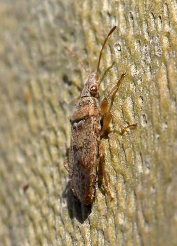 Réf. 219 011 : Orsillus maculatus